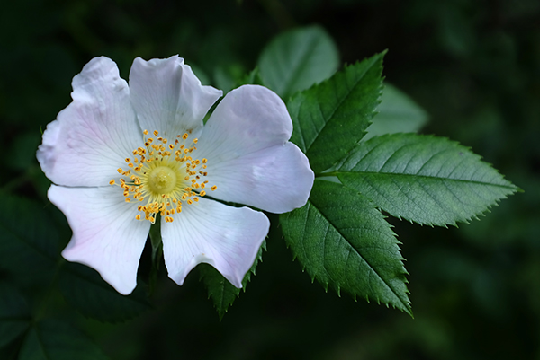 rosa canina Michael Hofmann